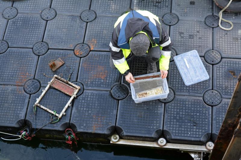 Laser Biofouling Schiffsrumpf