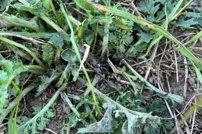 Bildunterschrift Bild 2: Das im Projekt GROW entwickelte Lasersystem soll eine umweltfreundliche Lösung für giftige Jakobskreuzkraut im Grünland sein. (Foto: LZH)