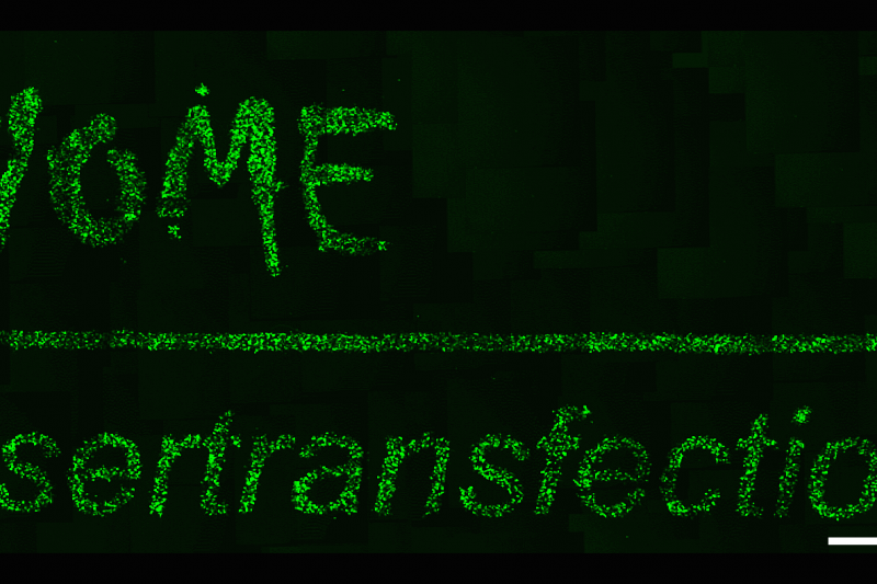 Figure 1: Selective manipulation of cells with fluorescent 10 kDa dextrans: The result of targeted laser irradiation using a laser mask can be seen under a microscope. Scale bars 10 mm (photo: LZH)