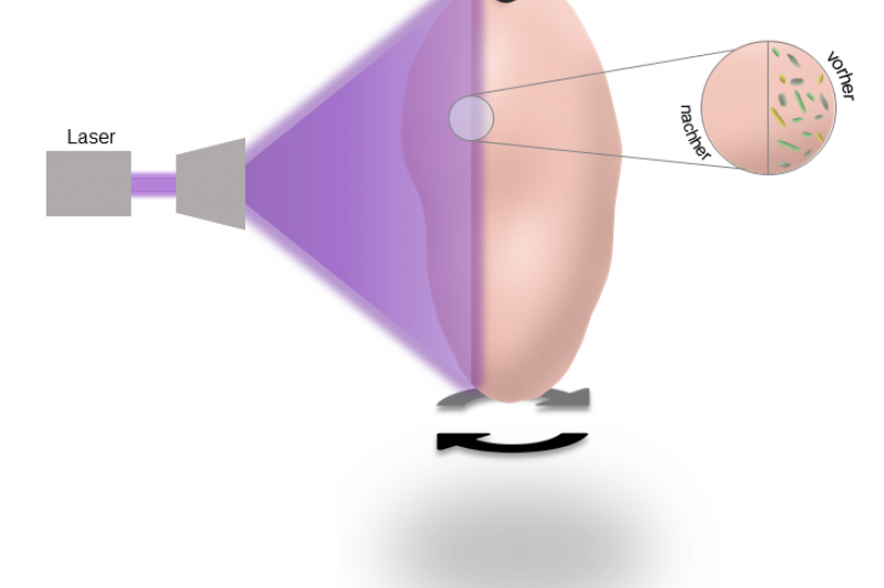 In the production line, laser irradiation could disinfect uncooked or chopped chicken meat. (Graphic: LZH)