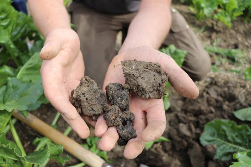 A joint view down to the last detail - many factors must be taken into account to successfully combat weeds with the laser – for example the soil properties of the agricultural areas. (Photo: LZH)