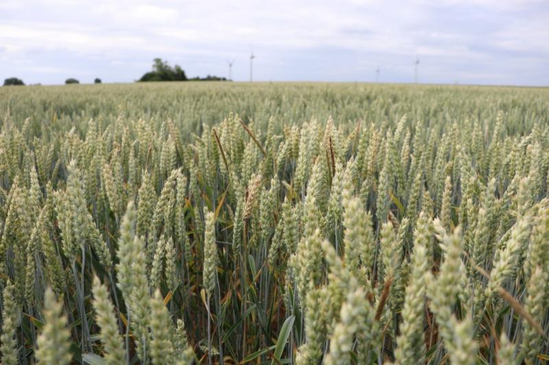 Avoiding herbicide resistances – in the future, lasers could physically control weeds on agricultural fields. (Photo: LZH)