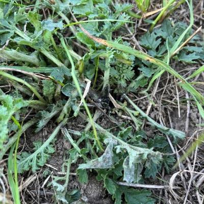 Bildunterschrift Bild 2: Das im Projekt GROW entwickelte Lasersystem soll eine umweltfreundliche Lösung für giftige Jakobskreuzkraut im Grünland sein. (Foto: LZH)