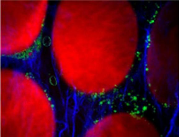 Krebszellen zukünftig schneller und genauer erkennen mit multimodaler Bildgebung