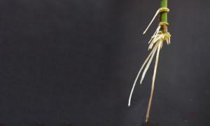LaserRoots