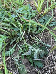 Bildunterschrift Bild 2: Das im Projekt GROW entwickelte Lasersystem soll eine umweltfreundliche Lösung für giftige Jakobskreuzkraut im Grünland sein. (Foto: LZH)